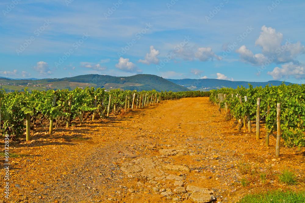 Obraz premium VIGNOBLE SAÖNE ET LOIRE