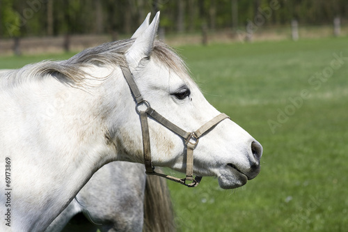 horse