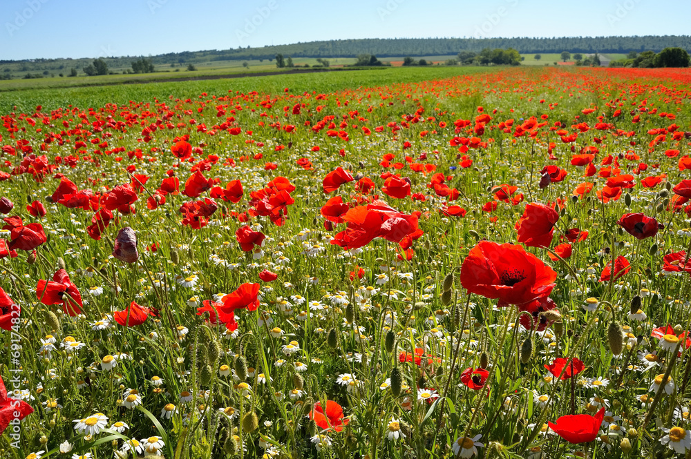 Obraz premium Wiese mit Mohnblumen und Kamille