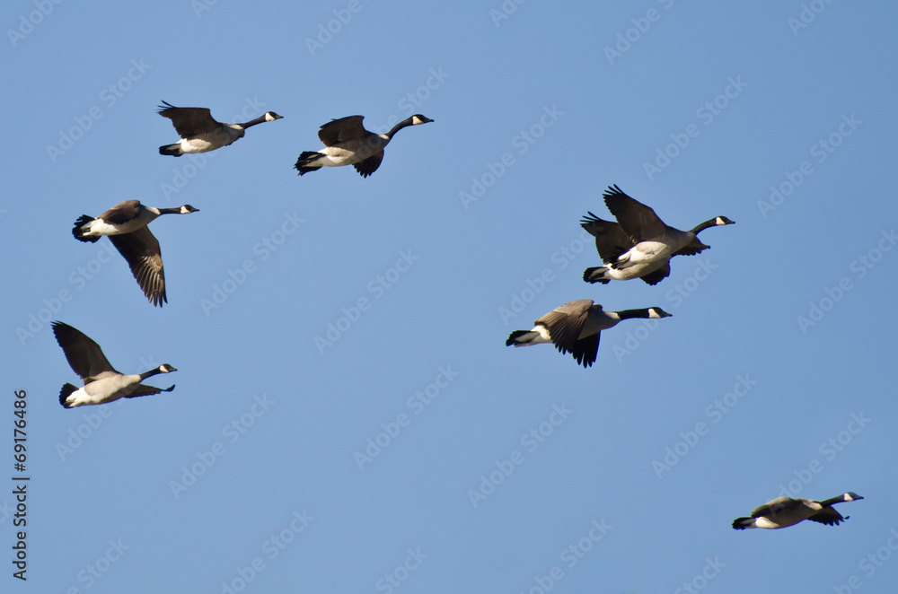 Obraz premium Large Flock of Geese Flying in Blue Sky