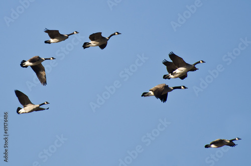 Large Flock of Geese Flying in Blue Sky © rck