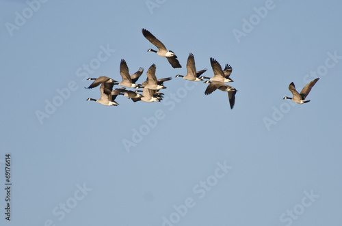 Large Flock of Geese Flying in Blue Sky © rck