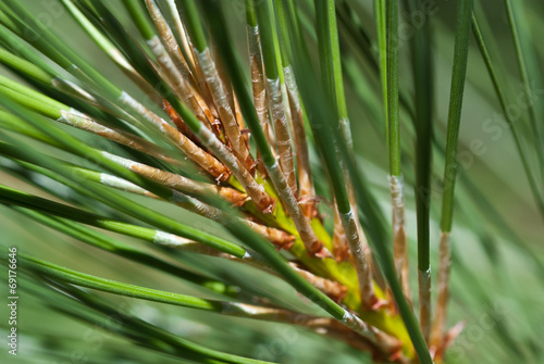 Nature's Abstract - Pine Needles