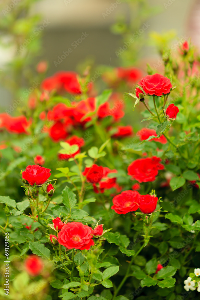 bush of red roses in garden outdoor