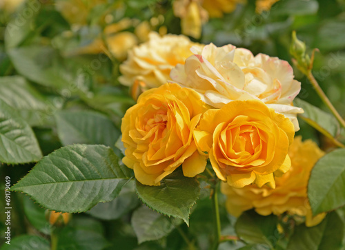 The rose garden has a beautiful collection of roses