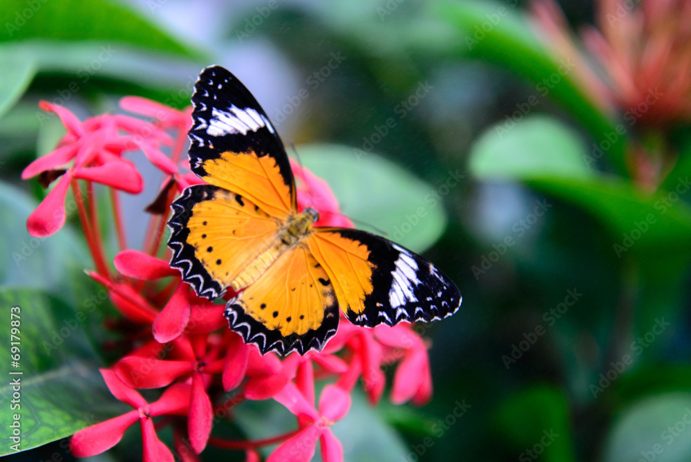 orange and black Plain Tiger butterfly on a pink flower orange and black Plain Tiger butterfly on a pink flower