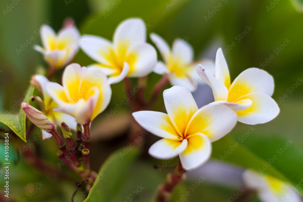 Fototapeta premium Frangipani_many_flowers_closeup