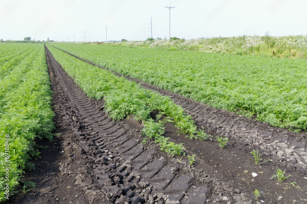 Obraz premium Farmland