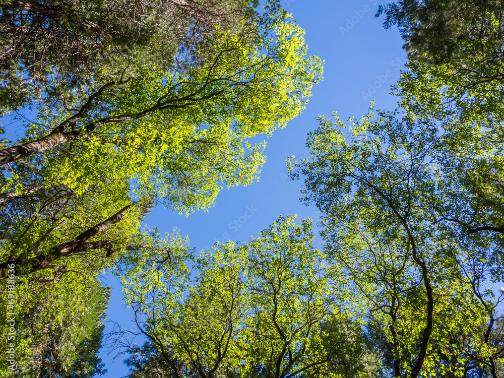 Fototapeta premium top of green trees in forest with blue sky