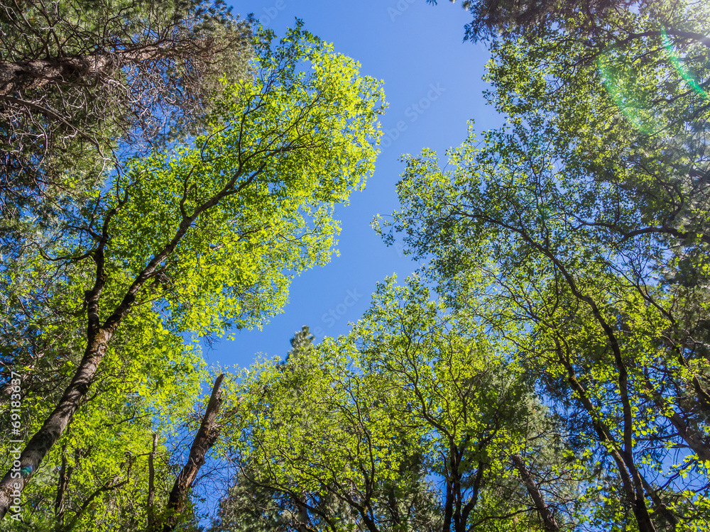Top of green trees in forest with blue sky