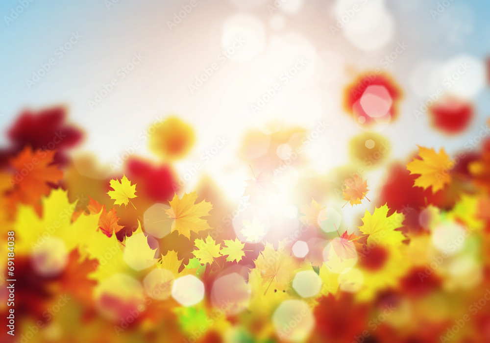 Fototapeta premium Autumn leaves