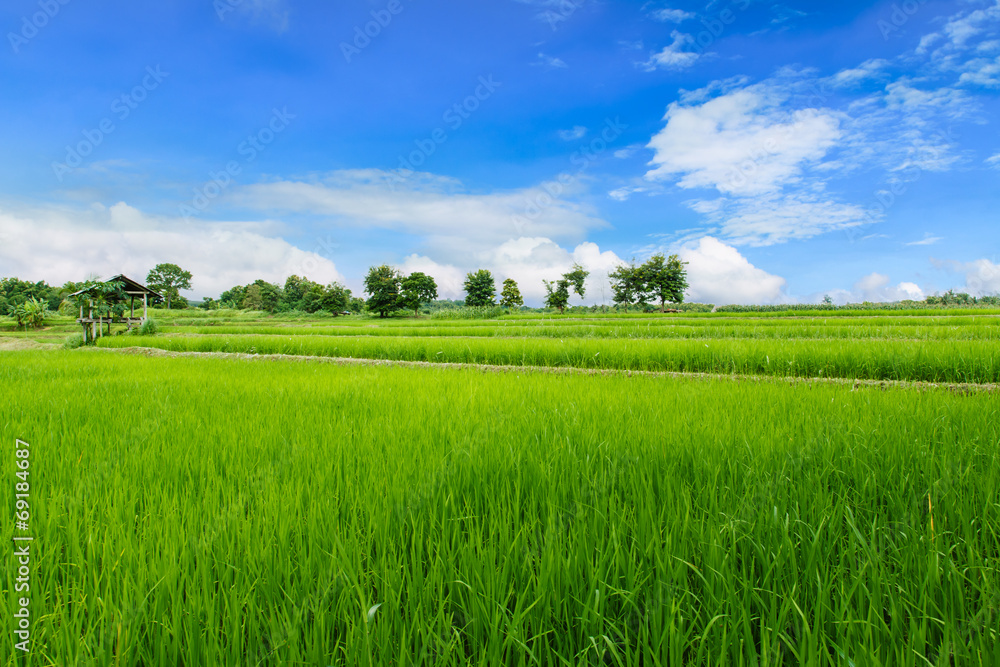 Fototapeta premium Green rice field