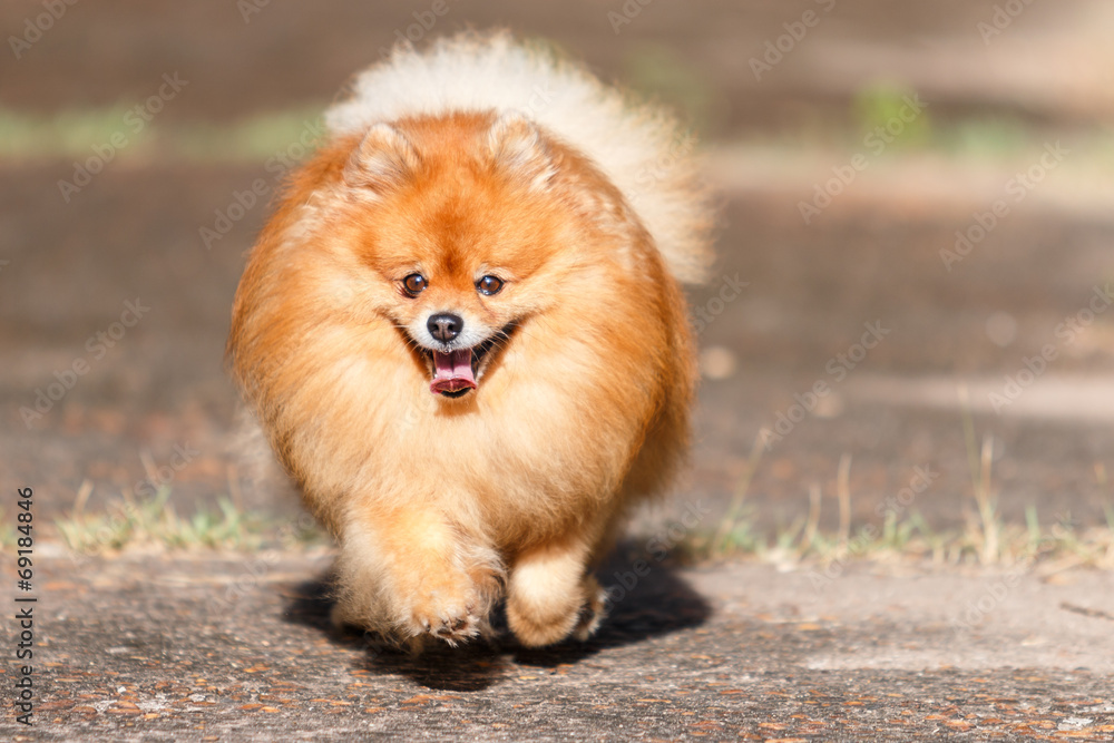 Pomeranian dog running on the road in the garden