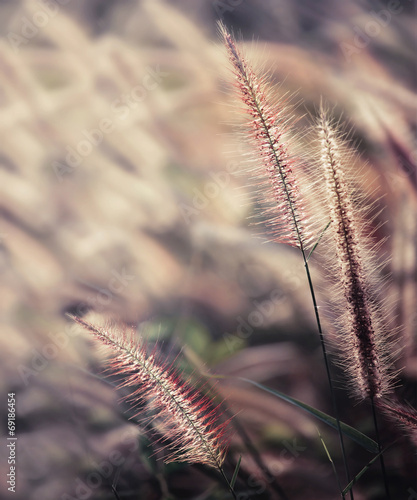 Gramineae grass © chokchaipoo