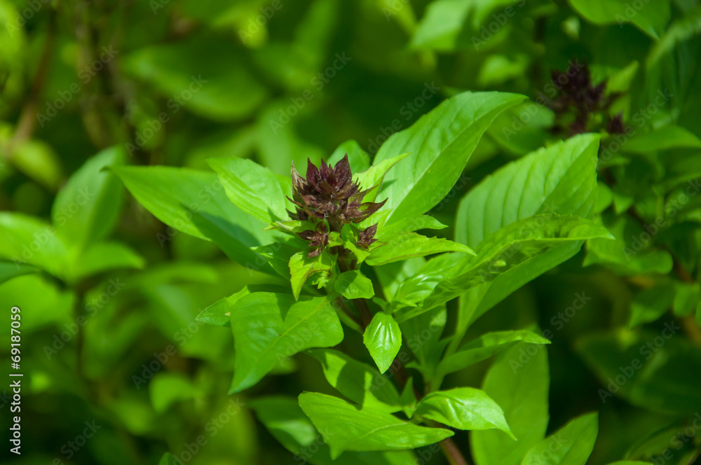 sweet basil garden sweet basil garden