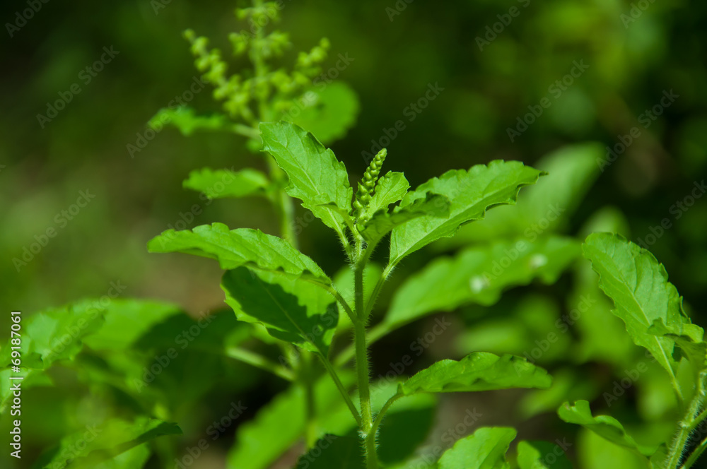 hot basil leaf and flowers in the garden hot basil leaf and flowers in the garden
