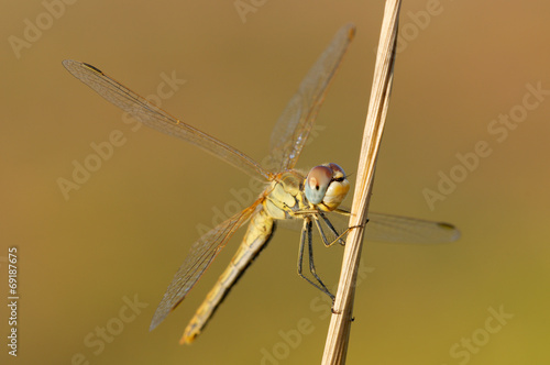 Libellula photo