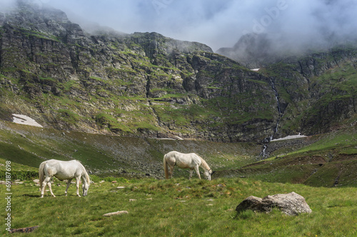 horses grazing