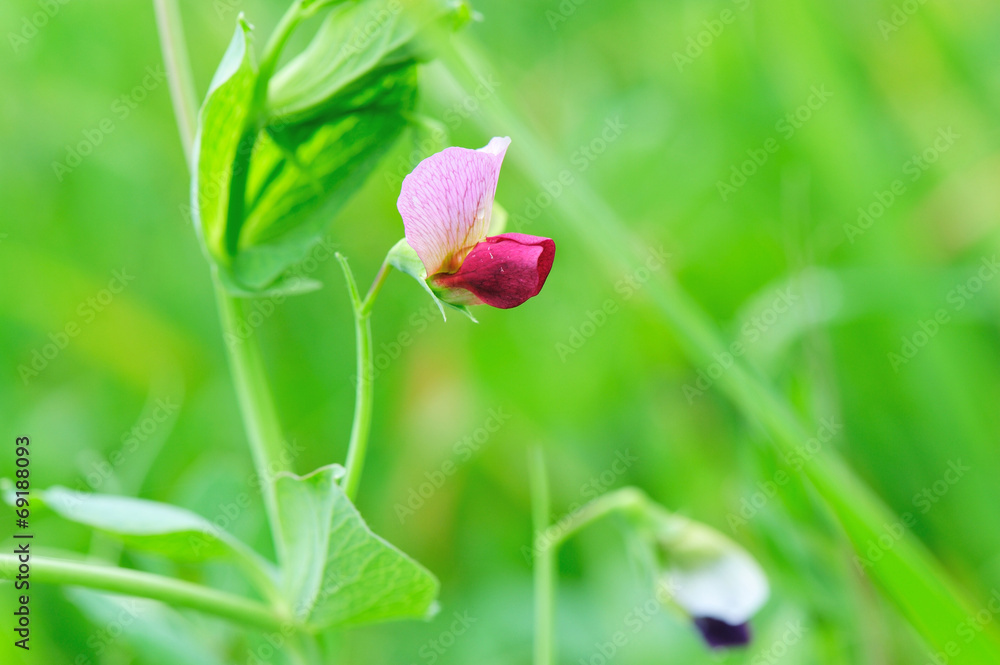broad bean flower broad bean flower