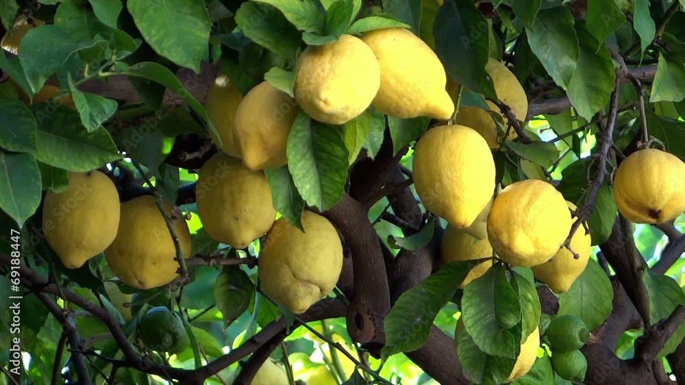 lemon tree close up