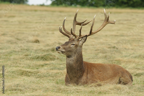 Red Deer, Deer, Cervus elaphus