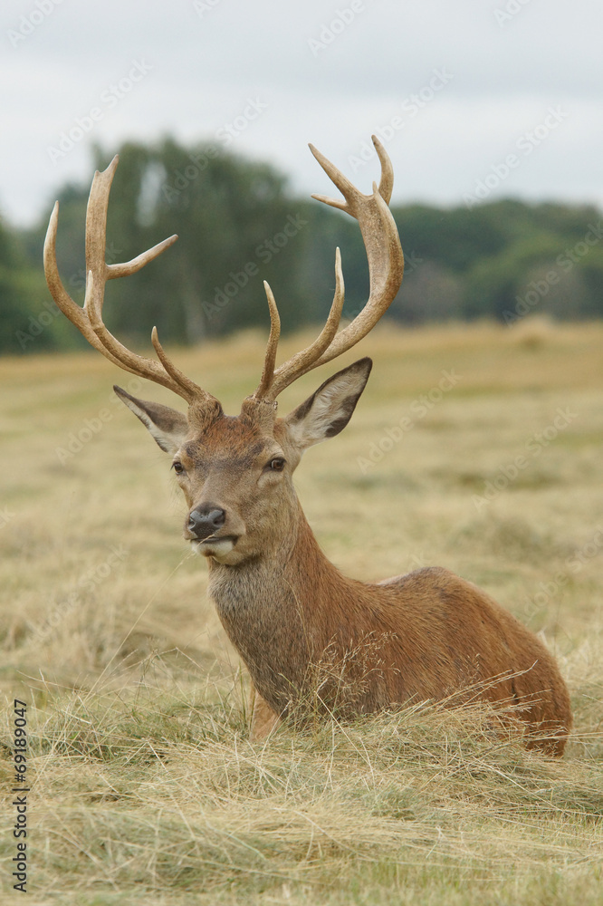 Red Deer, Deer, Cervus elaphus Red Deer, Deer, Cervus elaphus