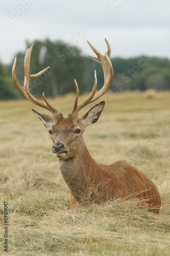 Fototapeta Naklejka Na Ścianę i Meble -  Red Deer, Deer, Cervus elaphus