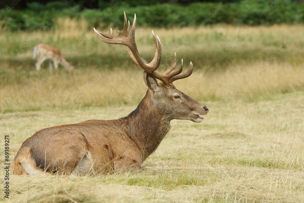 Red Deer, Deer, Cervus elaphus Red Deer, Deer, Cervus elaphus