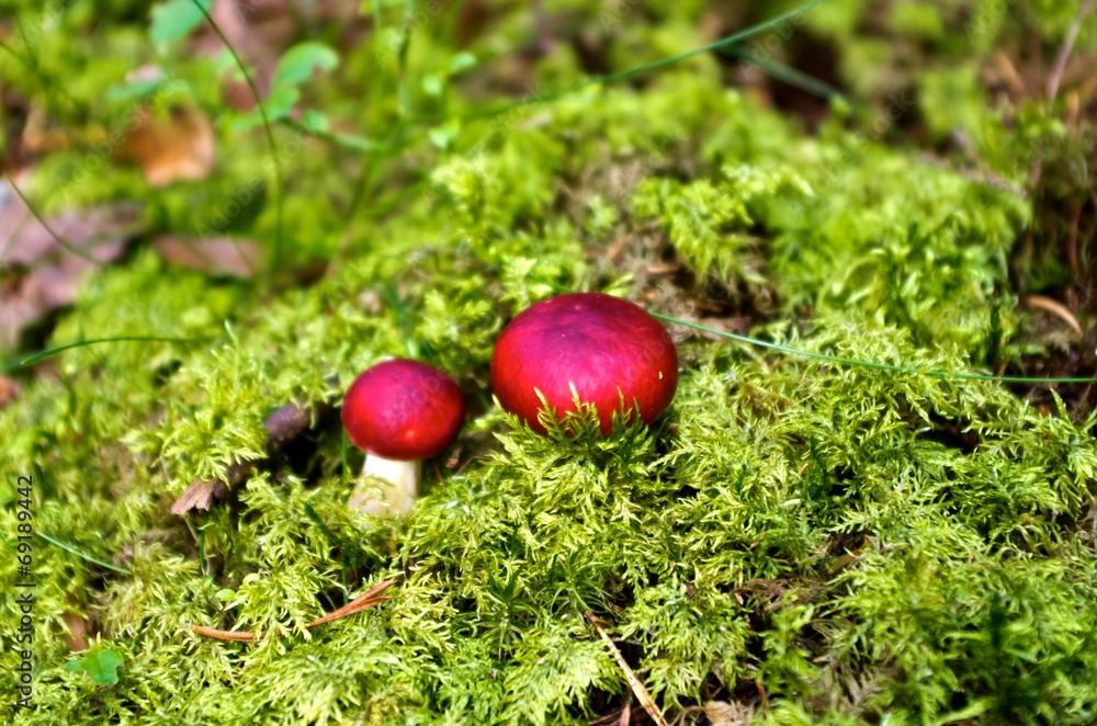 Red Russula mushrooms among moss in forest. Red Russula mushrooms among moss in forest.