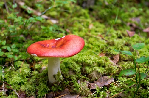 Red russula mushroom growing in the forest moss.