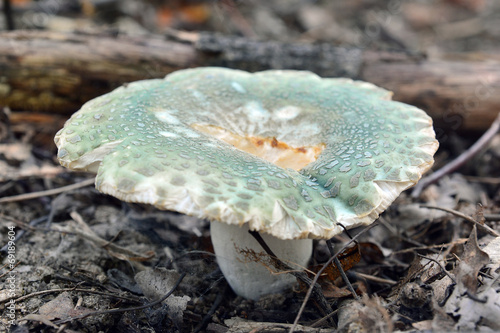 Tapety artystyczne russula virescens