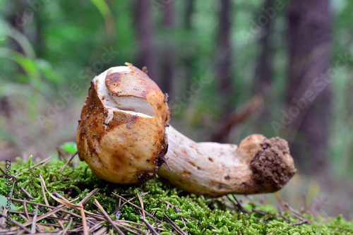 Tapety artystyczne russula foetens