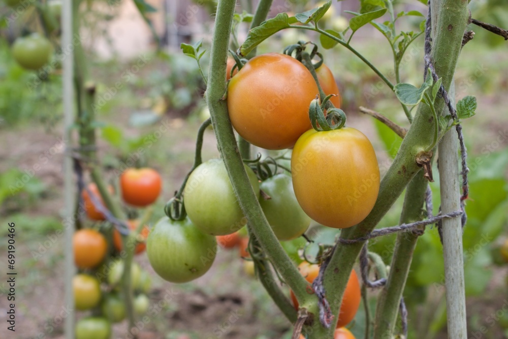 red and green tomatoes grow on twigs, growing vegetables