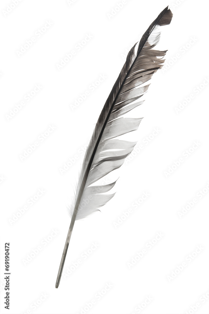 Bird feather closeup Bird feather closeup