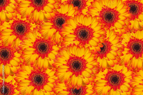 Orange gerbera flowers as Background