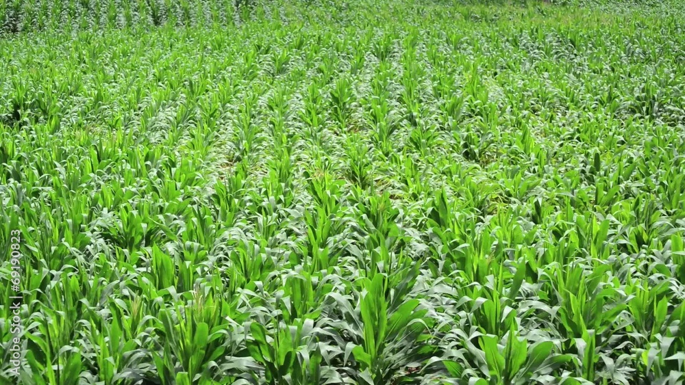 corn field in the wind corn field in the wind