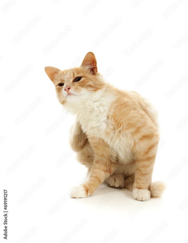 Obraz premium kitten scratching