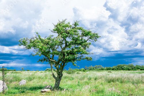 lonely single tree on the meadow before the storm
