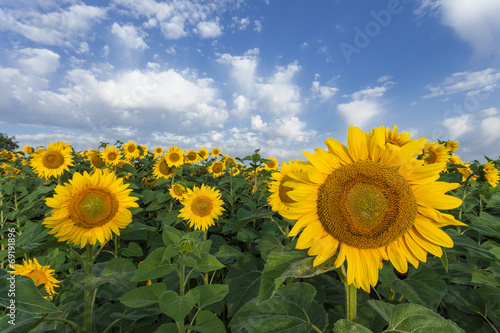 Sunflowers field. The summer light.