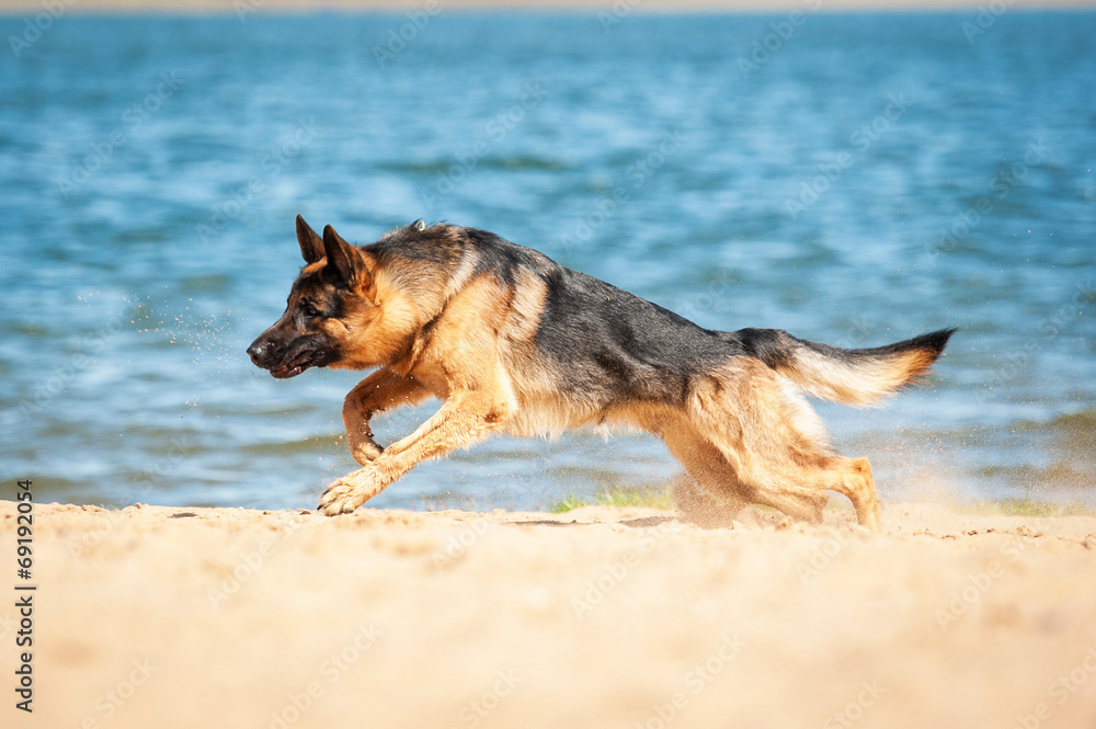 German shepherd puppy running on the beach German shepherd puppy running on the beach