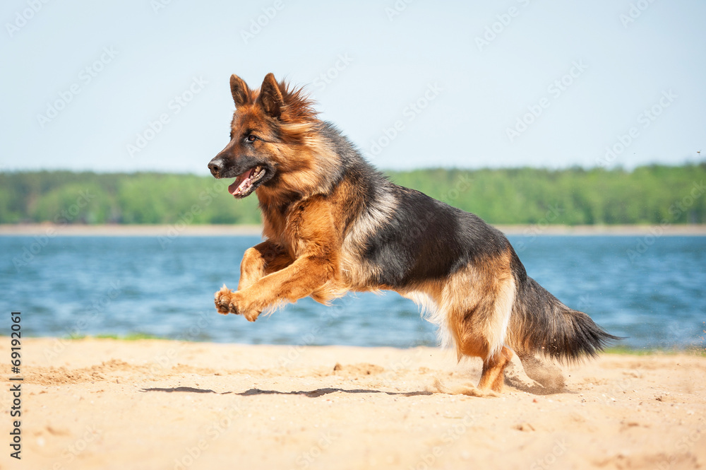 German shepherd dog running on the beach