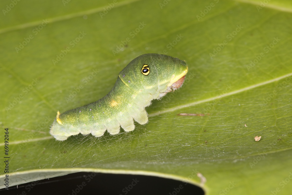 Obraz premium Tiger Swallowtail Caterpillar