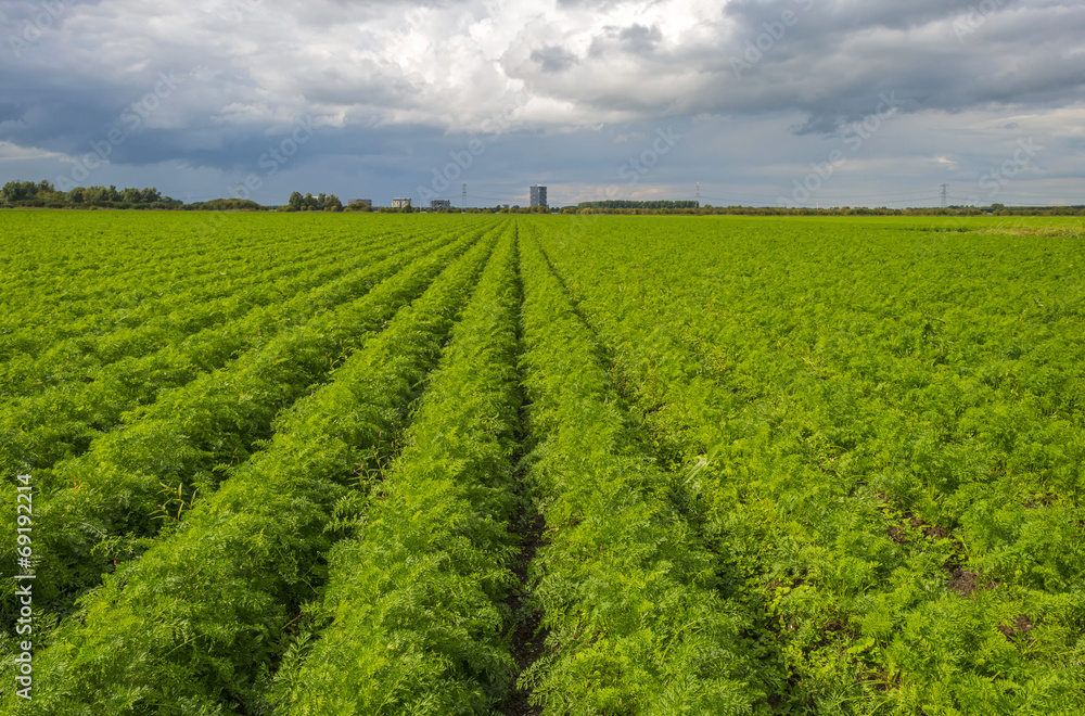 Clouds over carrots growing in a field