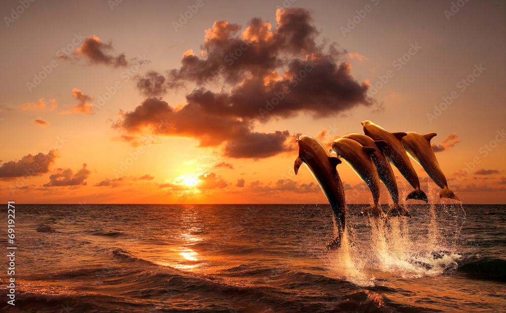Fototapeta premium piękny zachód słońca z skokami delfinów
