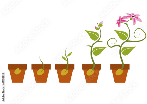 Phases of growth of a plant