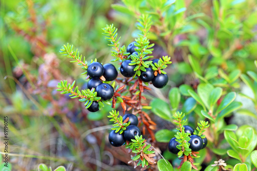 crowberry