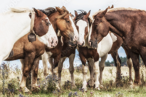 Fototapeta Naklejka Na Ścianę i Meble -  Horses grazing