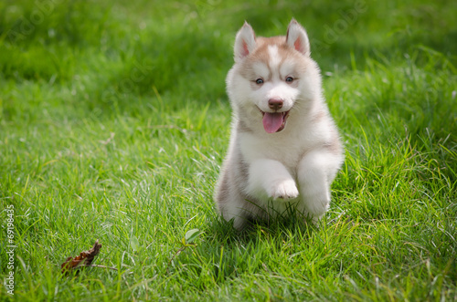 puppy on grass © lalalululala