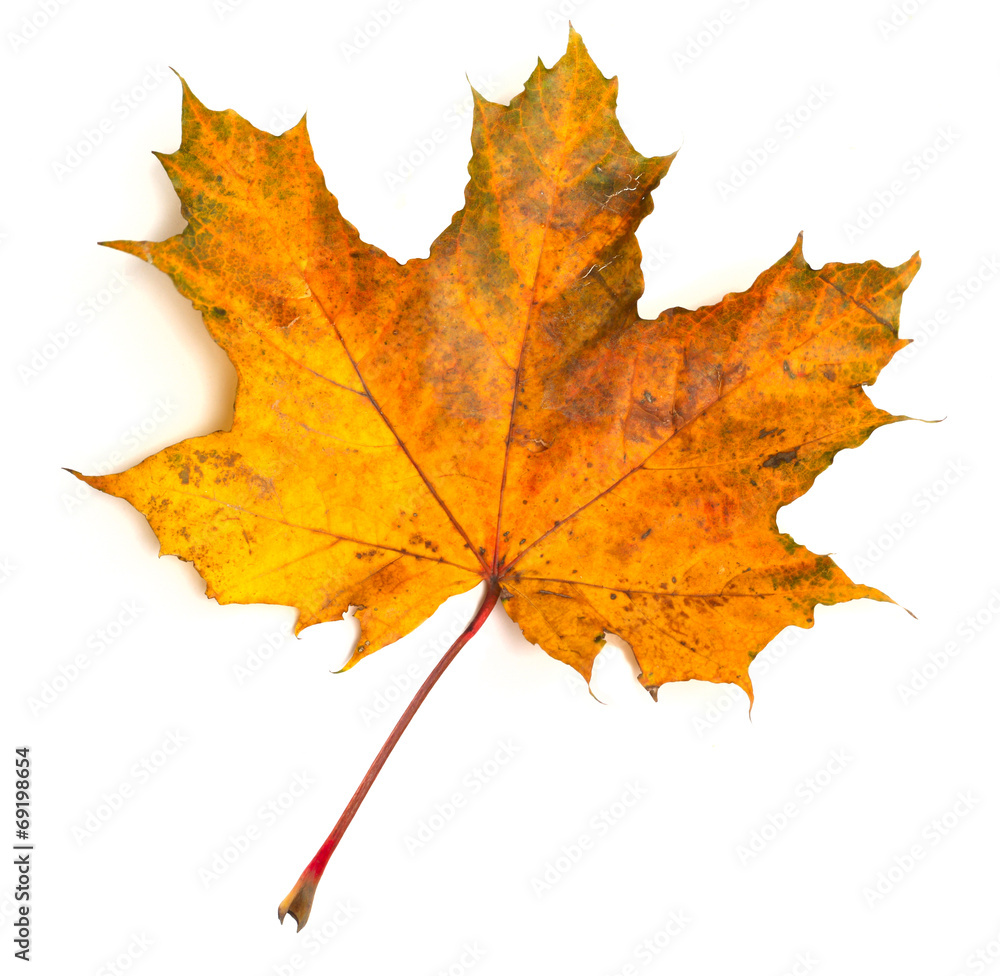 Obraz premium Maple leaf