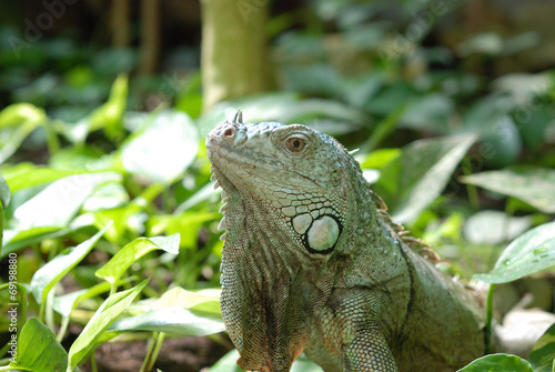 iguana © renian